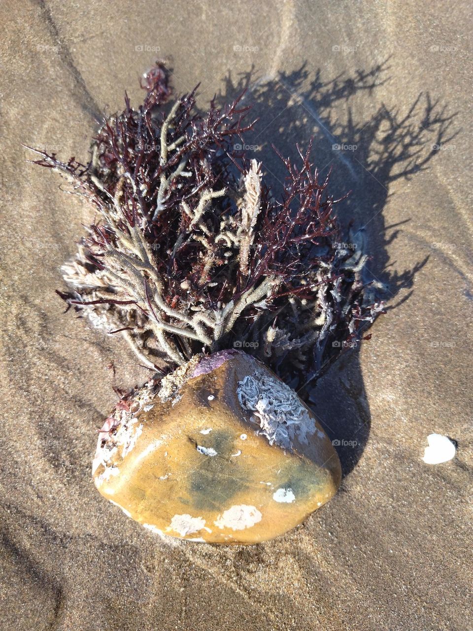 Algae and stone