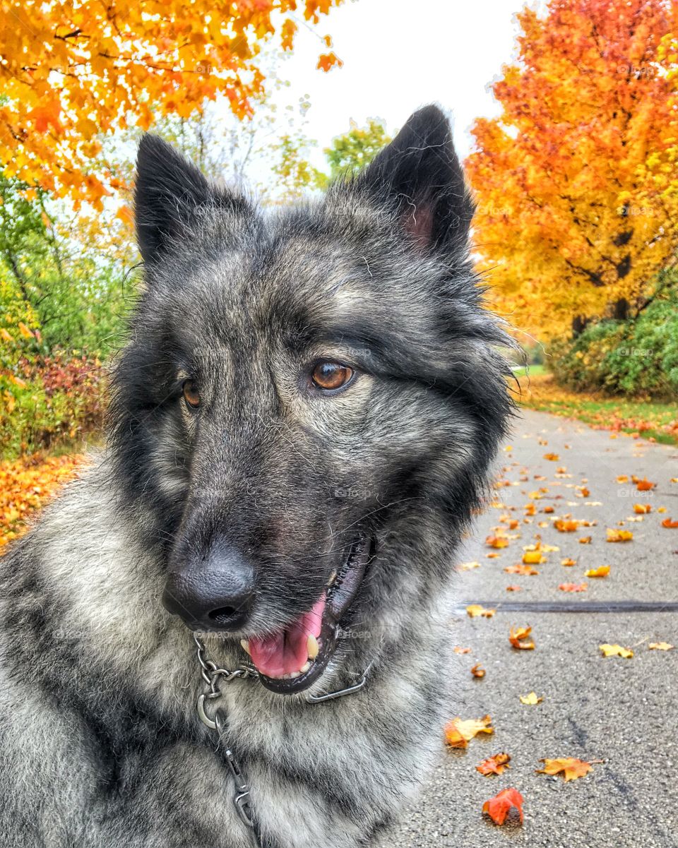 Close-up of a dog sitting on road during autumn