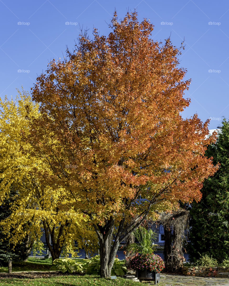 Trees in fall colors