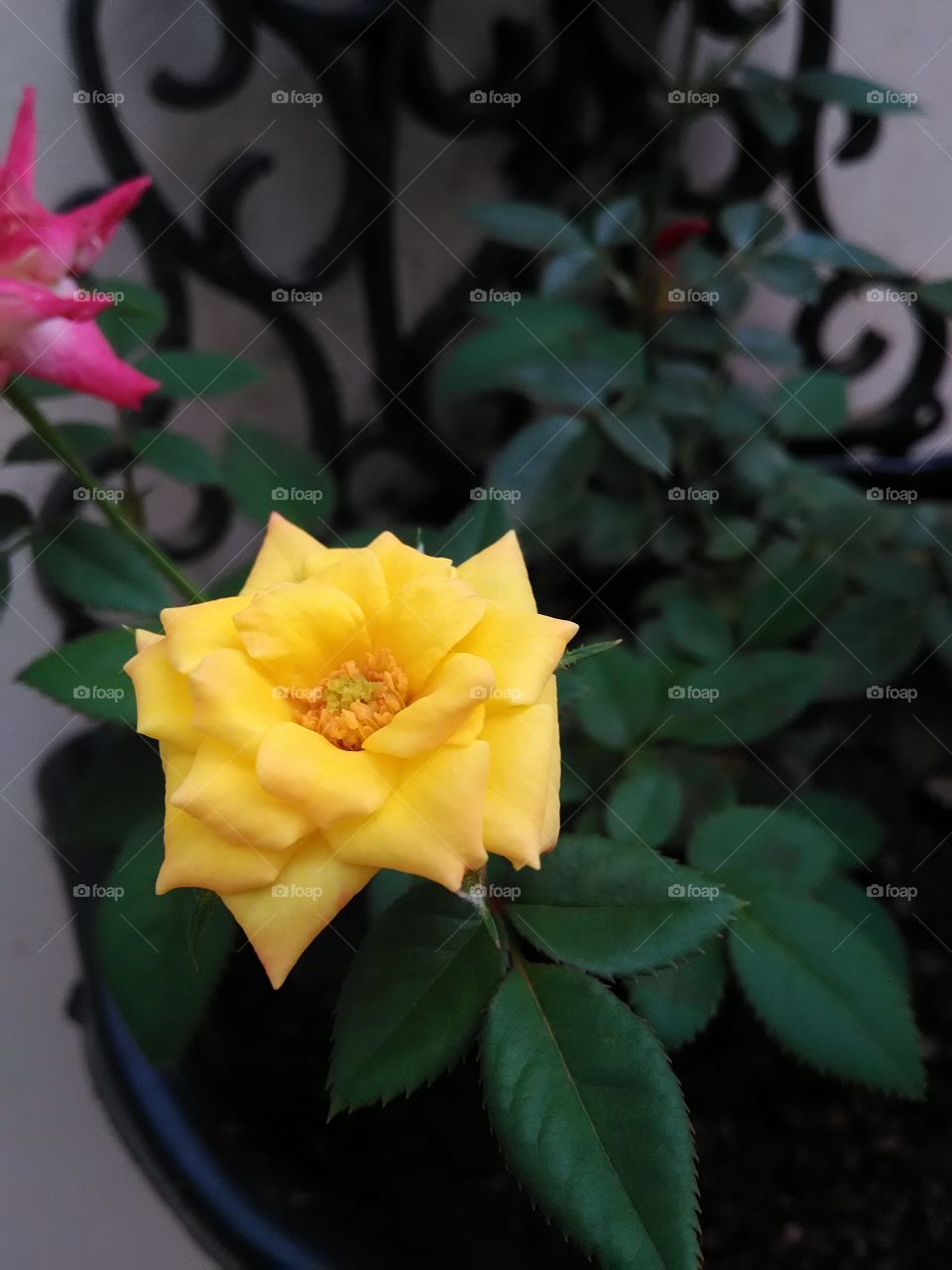 cor e perfume pra alegrar a vida