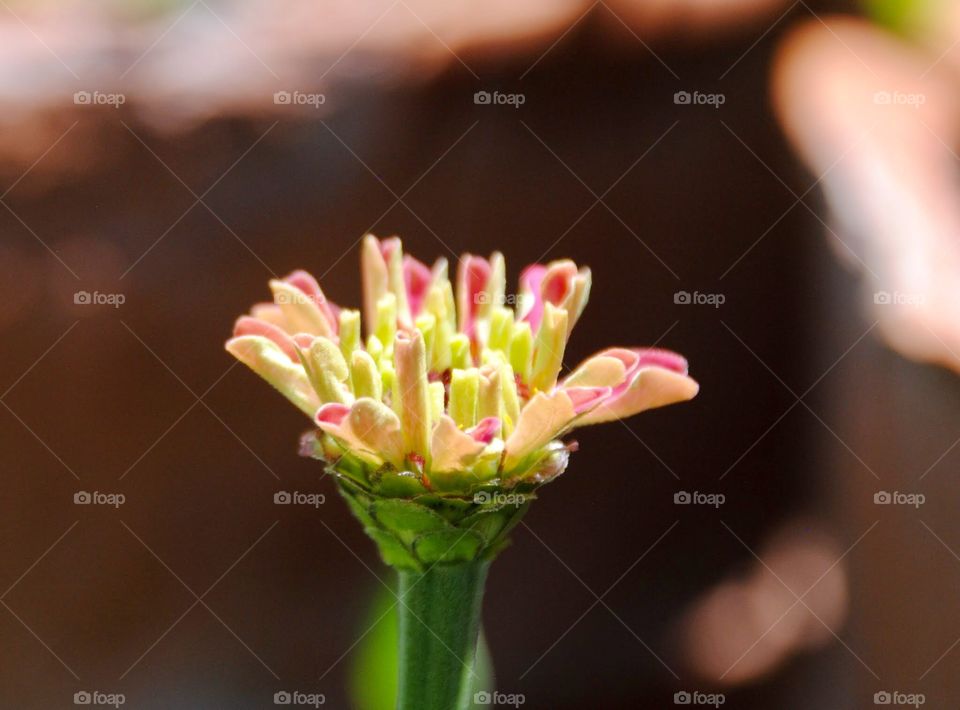 Spring’s Bursting Open Into Bloom