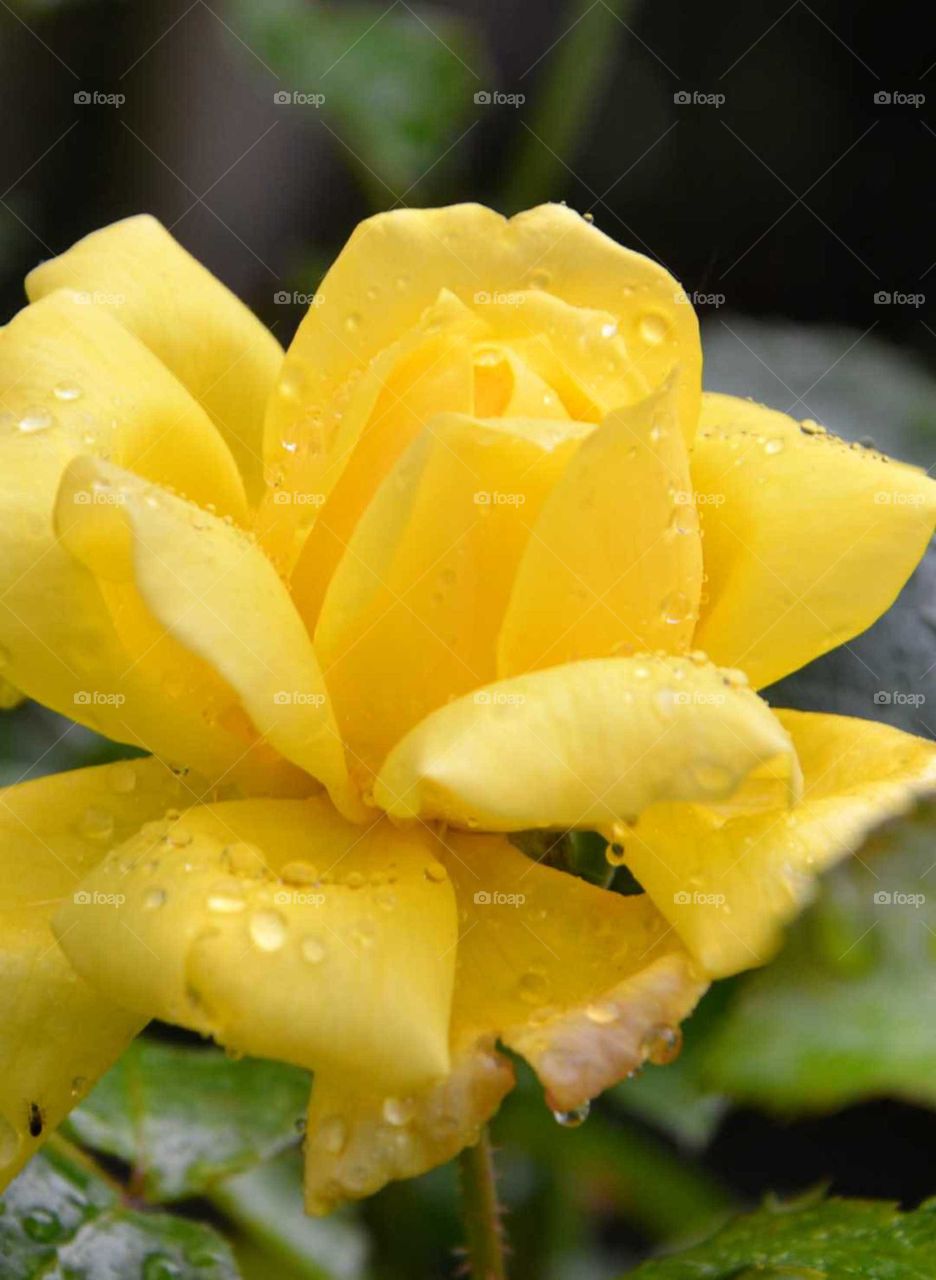 Rosa amarela orvalhada!