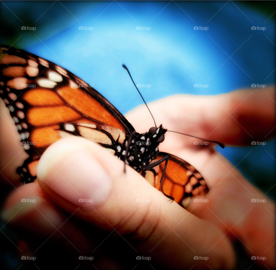 Monarch Butterfly - Mariposa Monarca