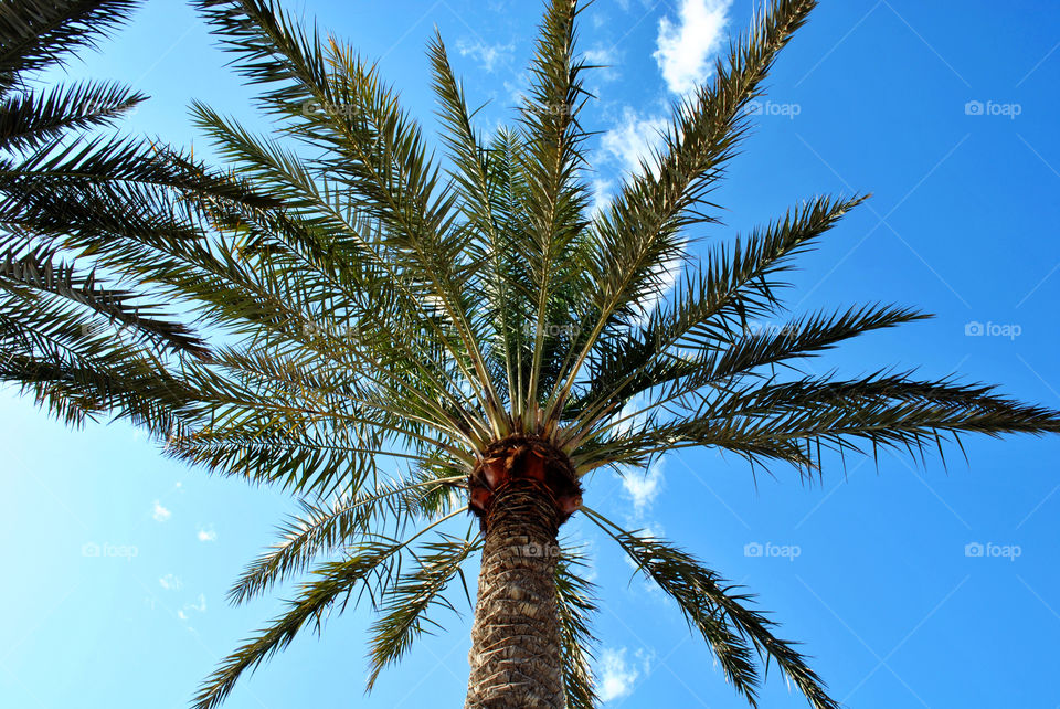 Palm-tree in summer day