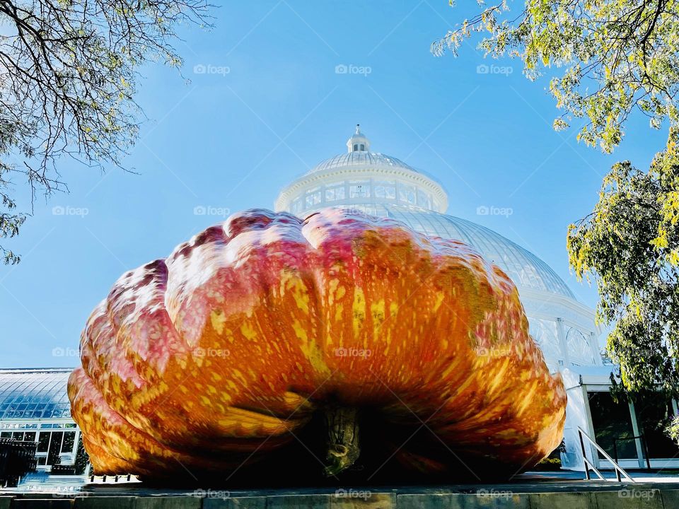 Giant pumpkin on display at the New York Botanical Garden. 