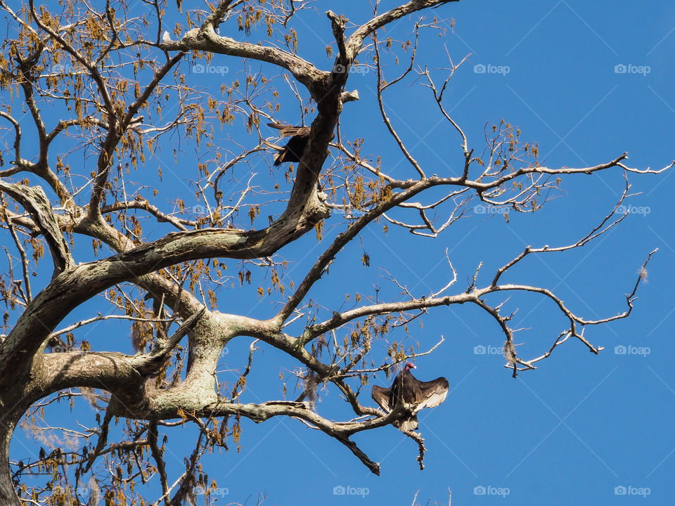 Vulture in a tree