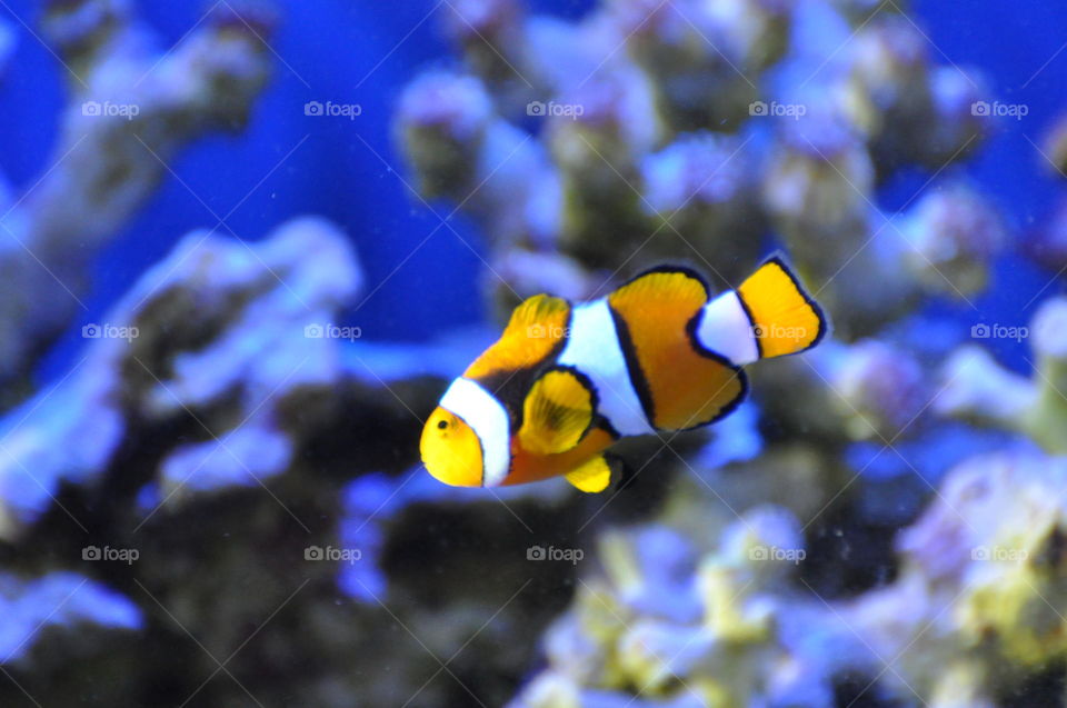 Amphiprion ocellaris clownfish in marine aquarium