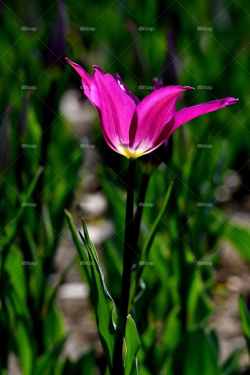 Beautiful flowers outside 