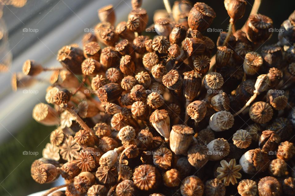 dried poppy heads in a bouquet illuminated by the evening sun. photo without processing and editing.