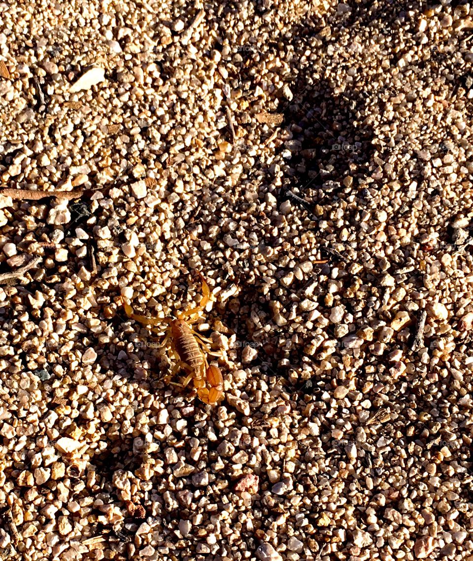 Scorpion sighting at Joshua Tree
