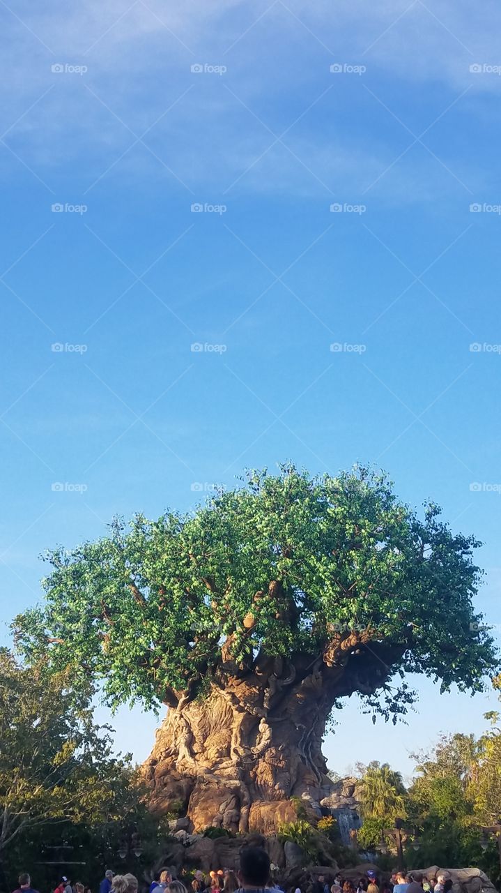 Tree, No Person, Landscape, Nature, Sky