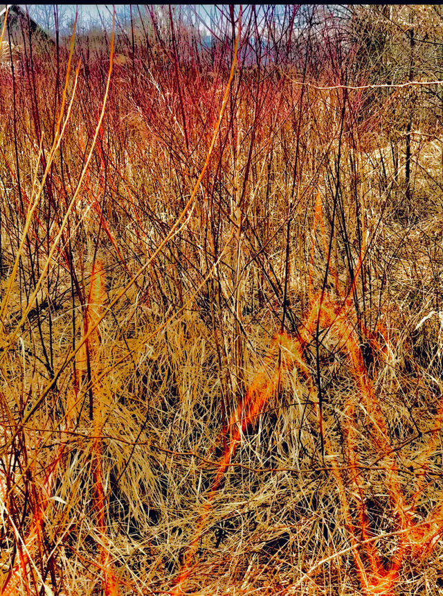 Colorful grass