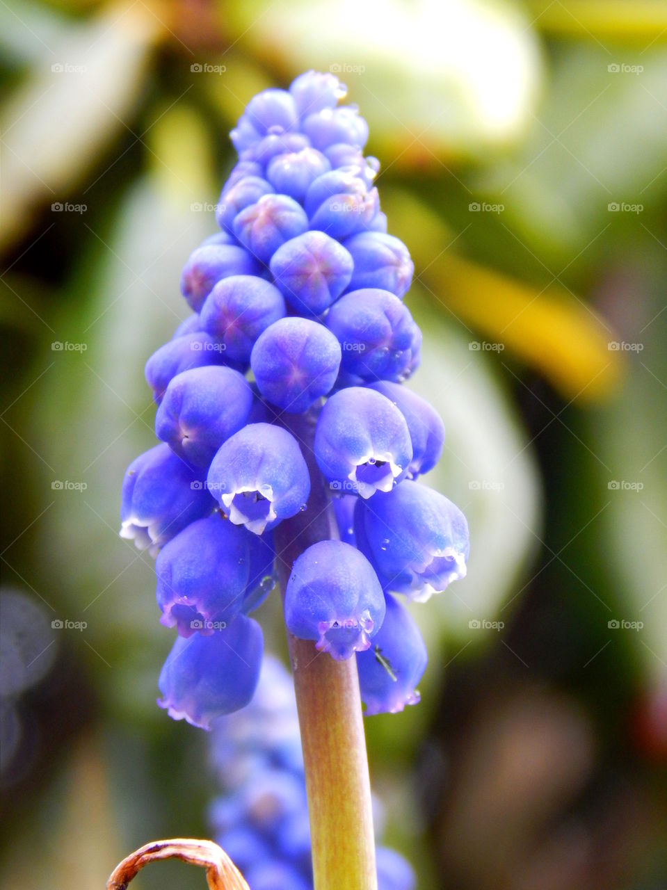 Beautiful blue flower