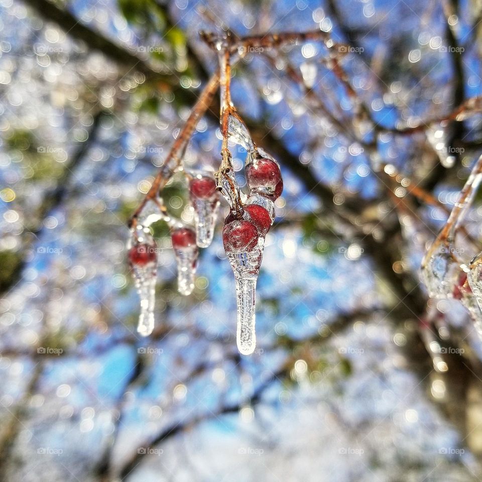 Ice on Winter Berry Tree