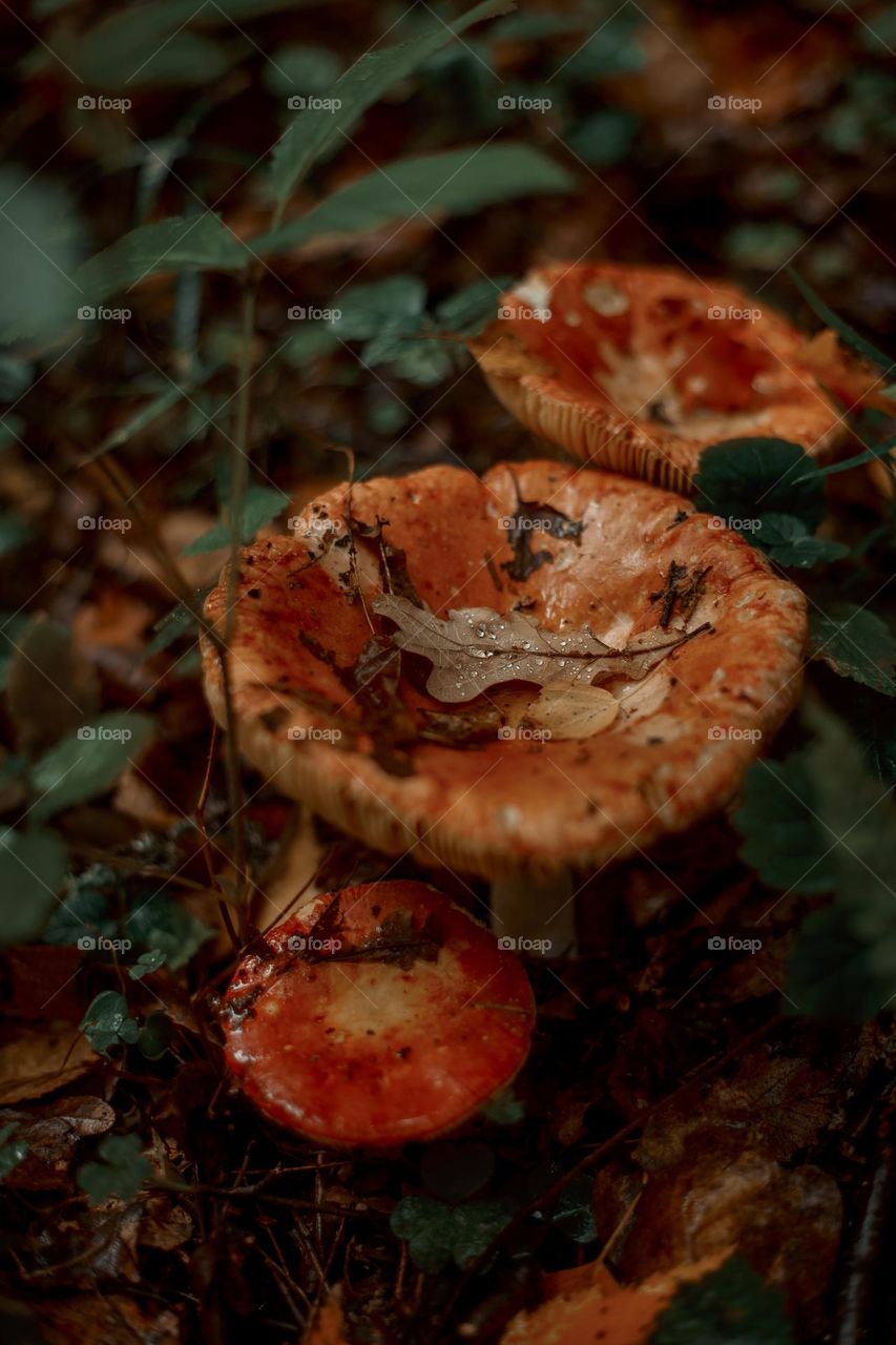 Mushrooms in a autumn sunny forest