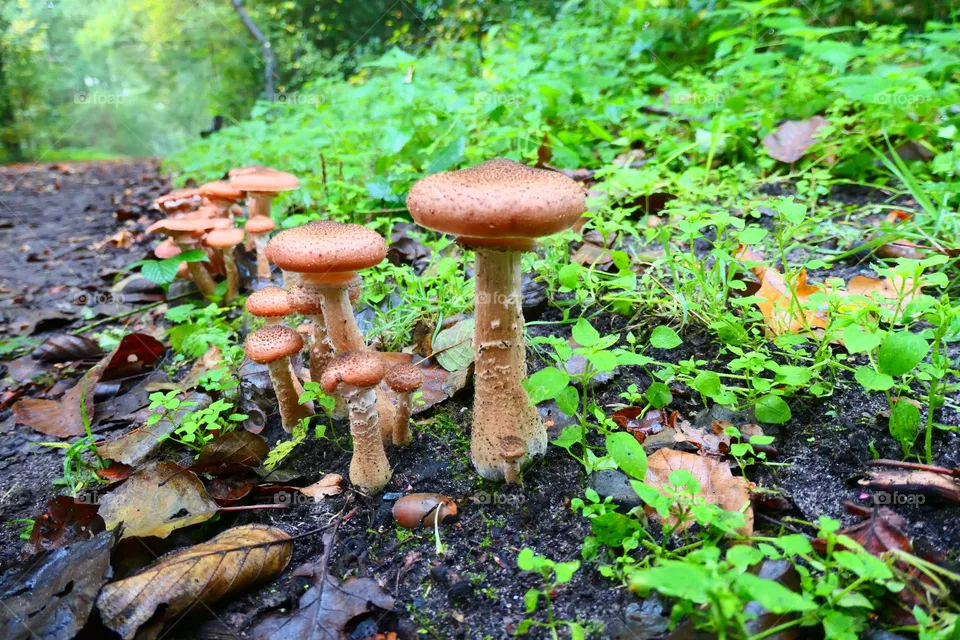 Parasole im Herbst