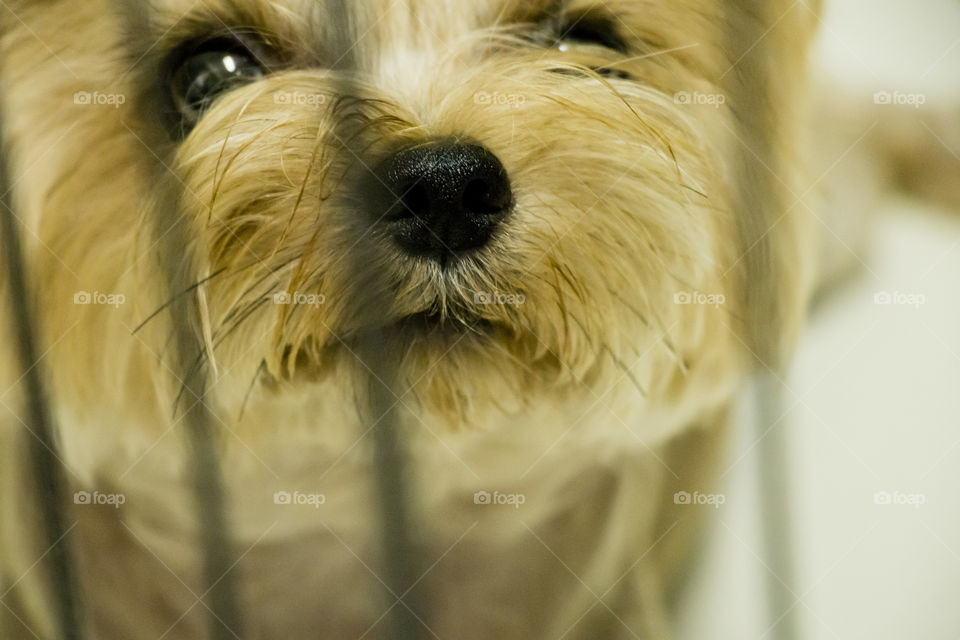My dogs are in the cage. (yorkshire terrier)
