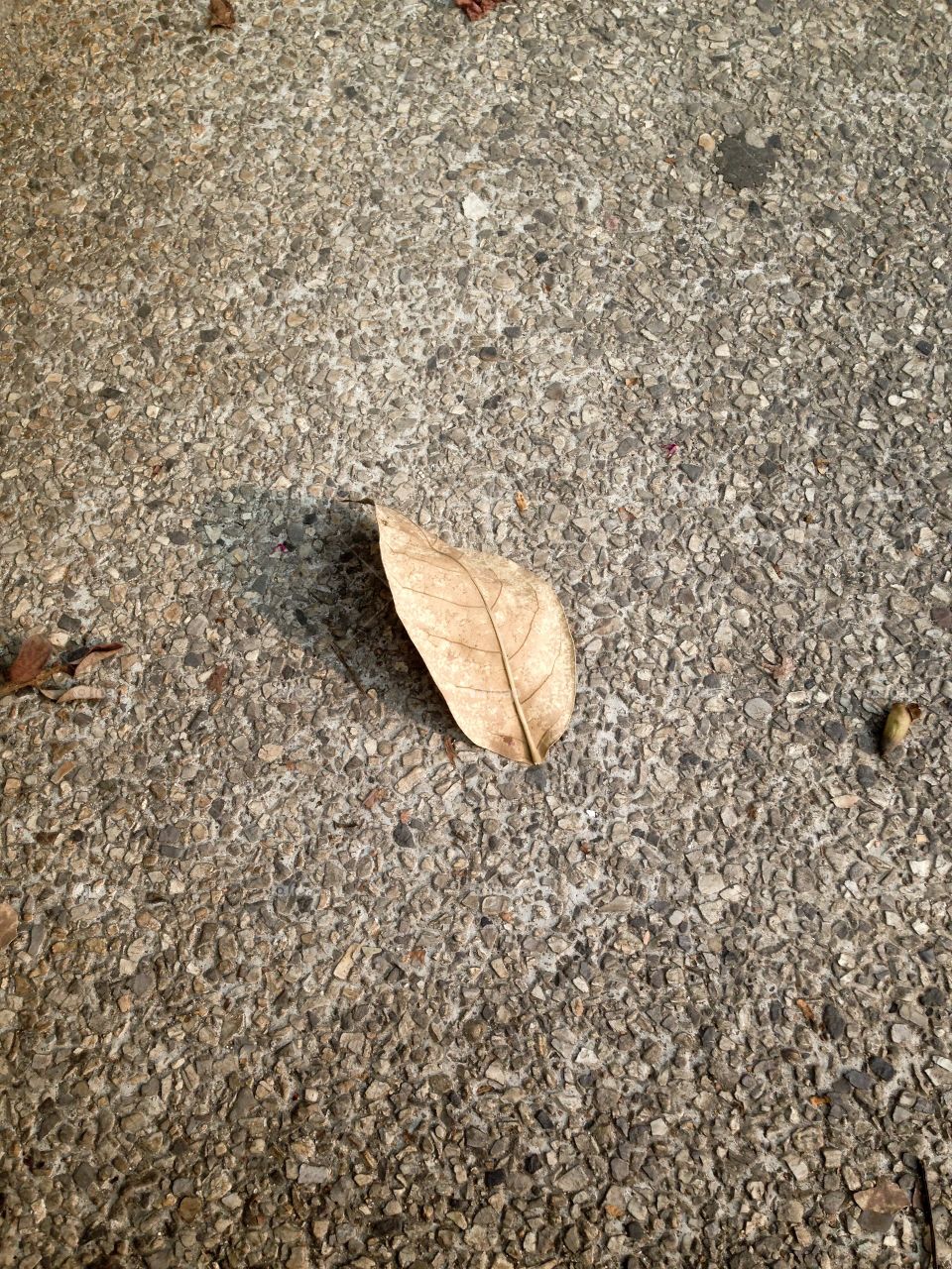 Dry leaf morning