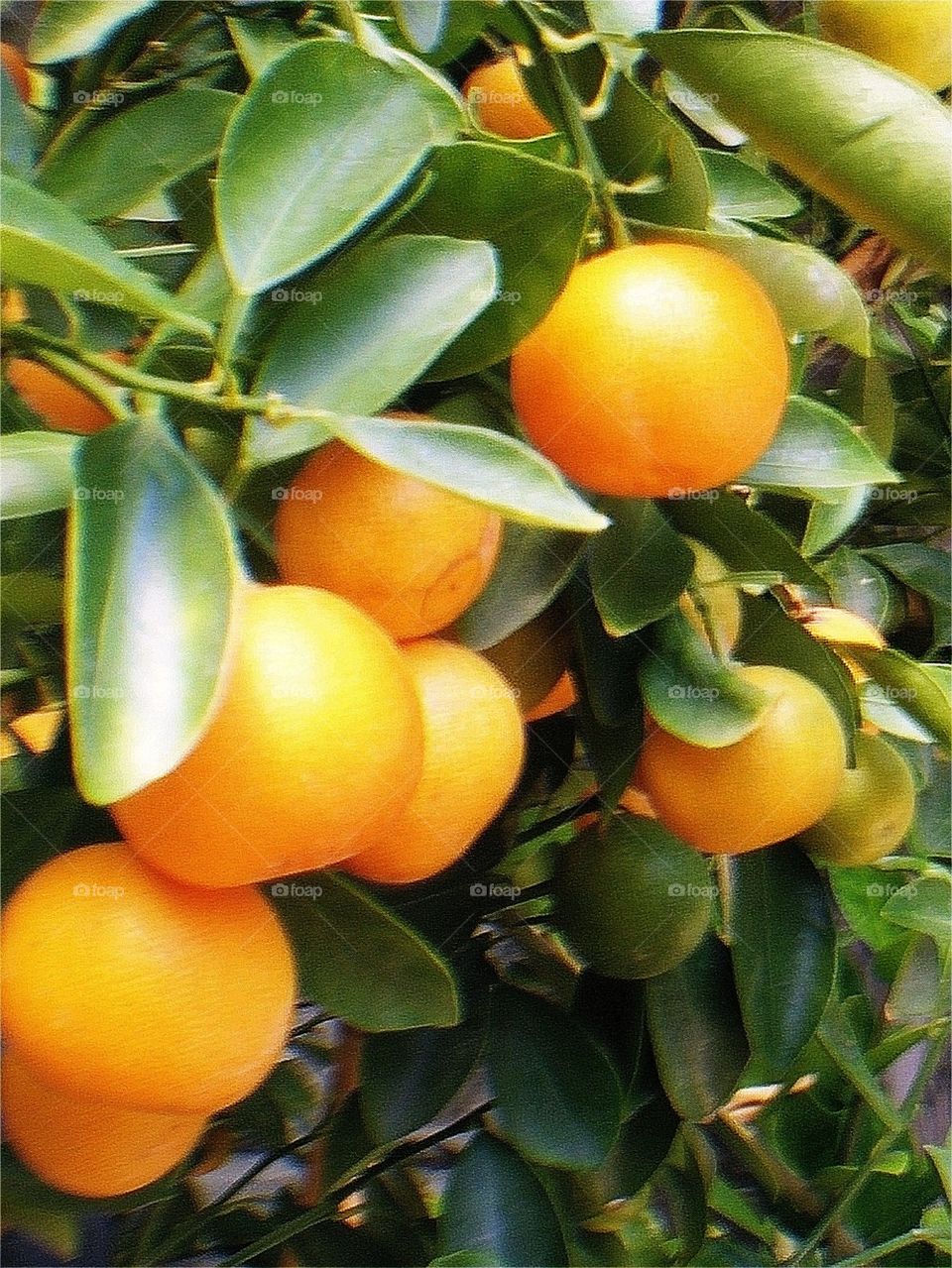 oranges's tree