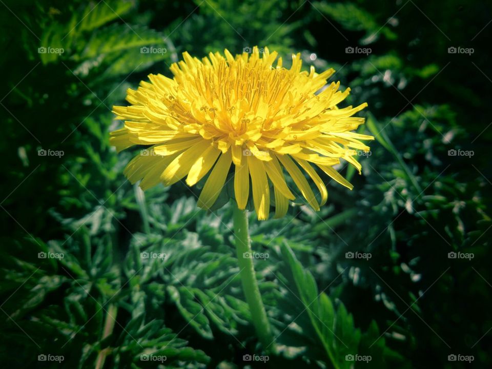 Dandelion