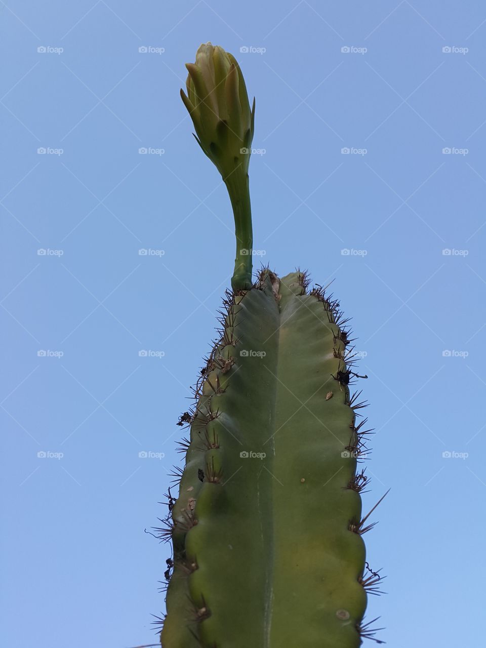 Cactus