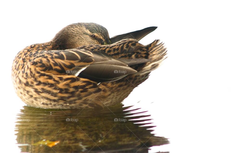 Wild Duck on water