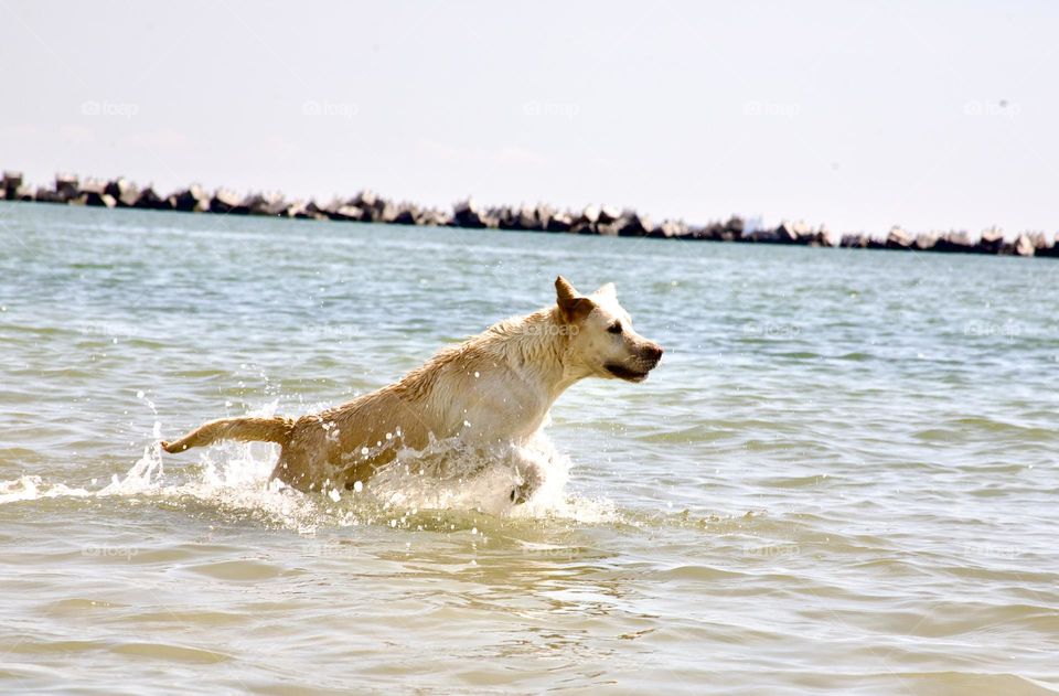 Собака бегущая по воде создает атмосферу веселья и свободы 