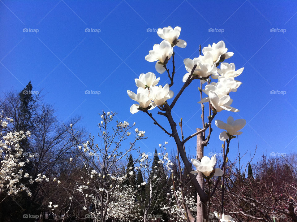 sky white magnolia follower by seasky