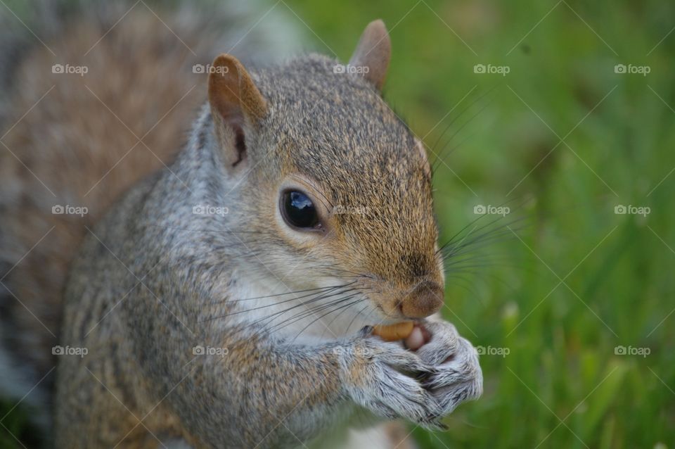 Hungry squirrel. Taken in Kelvingrove park, Glasgow