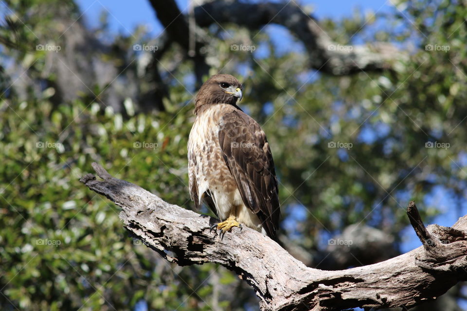 Red tail hawk