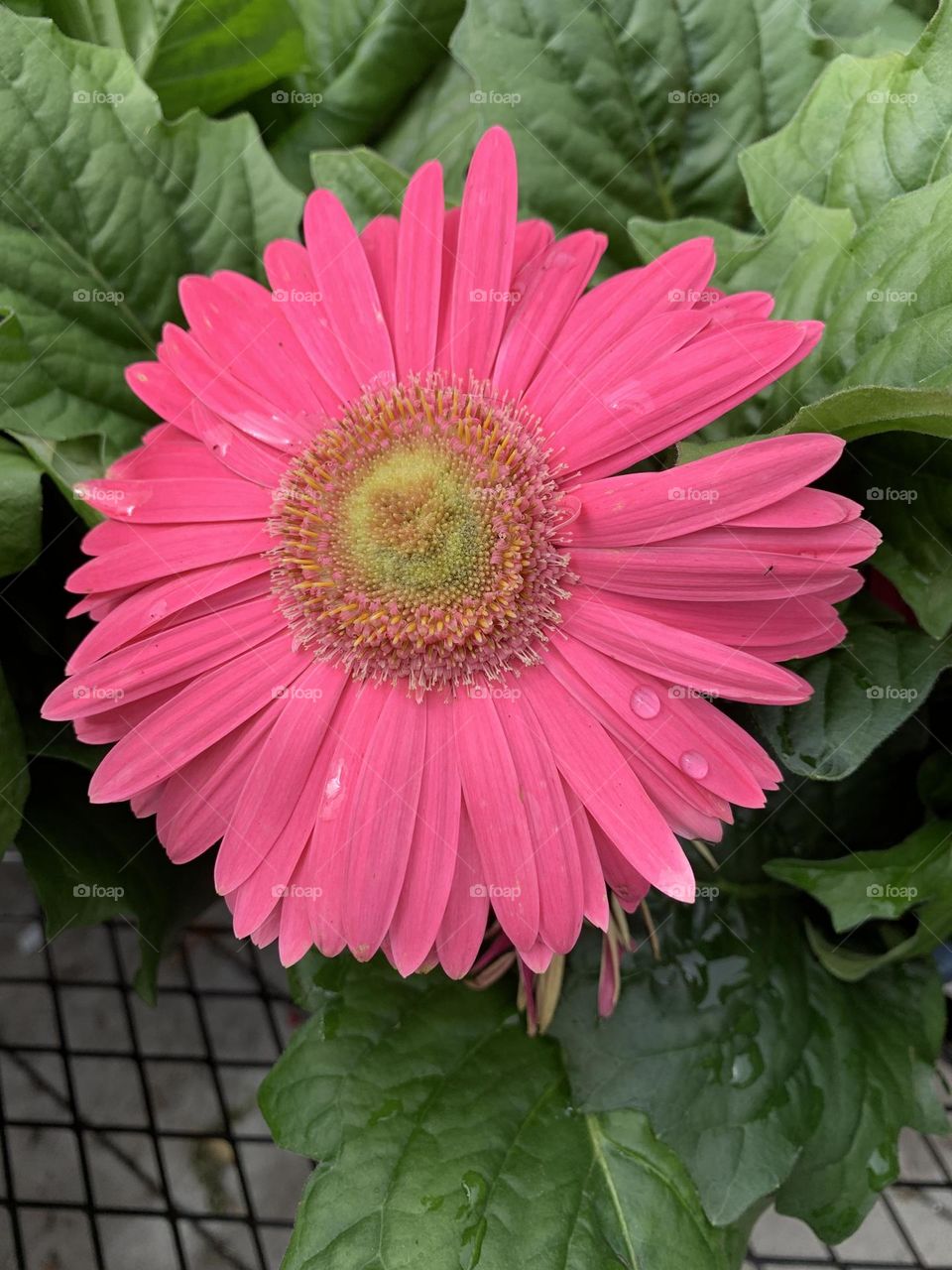 Spotted Pink - Face of a Pink Gerber Daisy -Pink is the color of a namesake flower which is a pale tint of red.  Pink is the color most often associated with charm, politeness, sensitivity, tenderness, sweetness, childhood, femininity, and romance