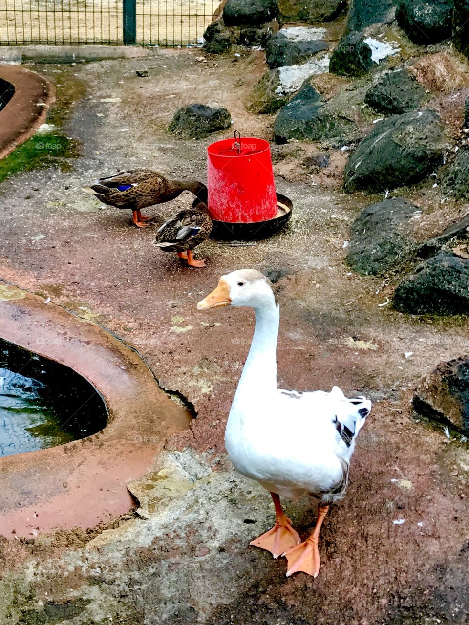 A white goose and ducks