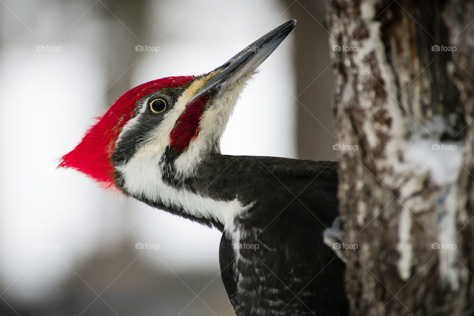 Pileated Woodpecker