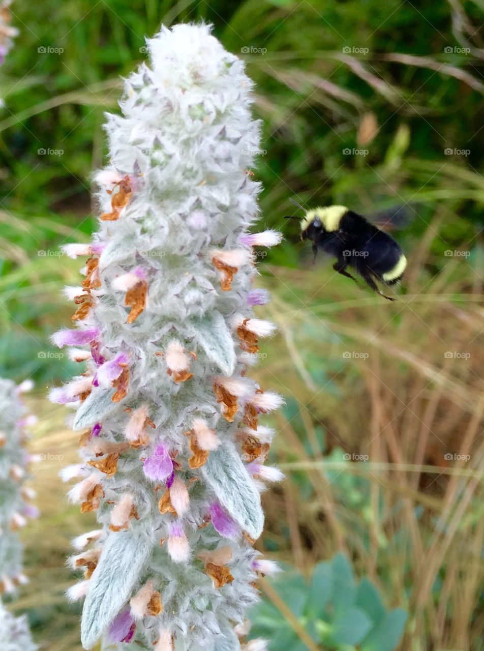 Bumble bee landing. 