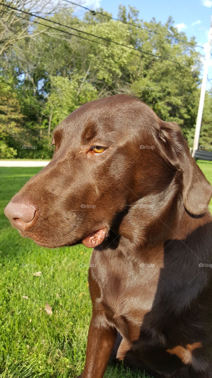 Chocolate Lab looking away from me trying to snap a picture while he is sitting in the grass