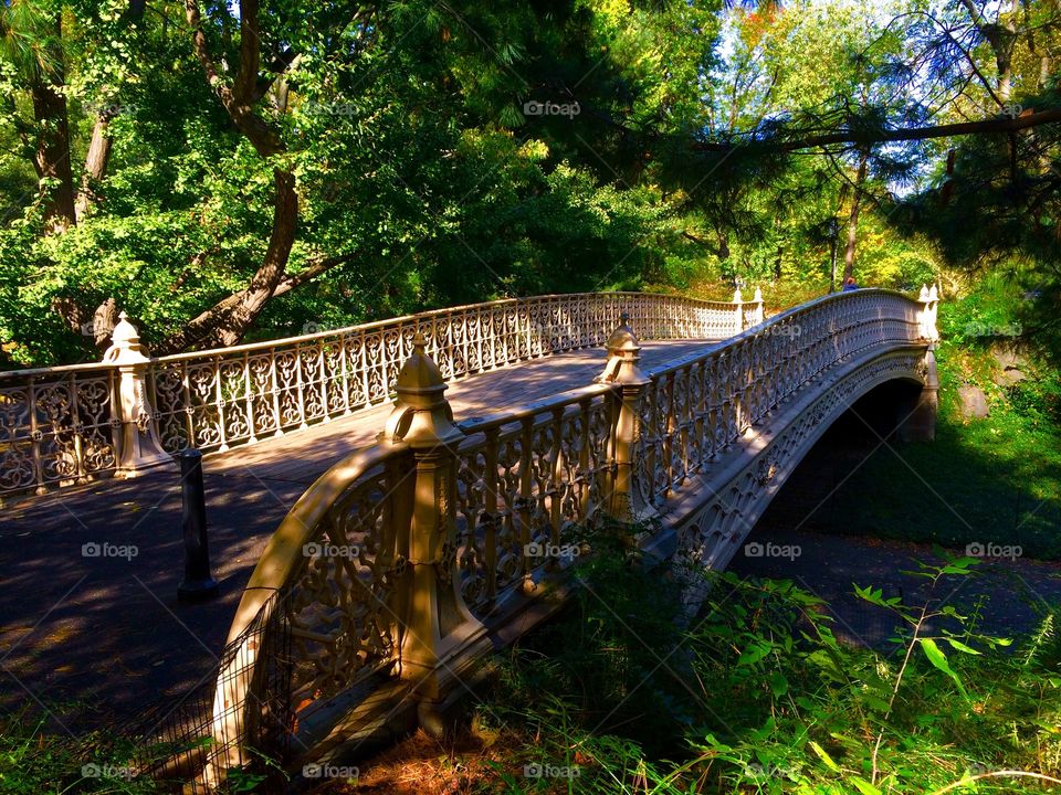 Fall in Central Park