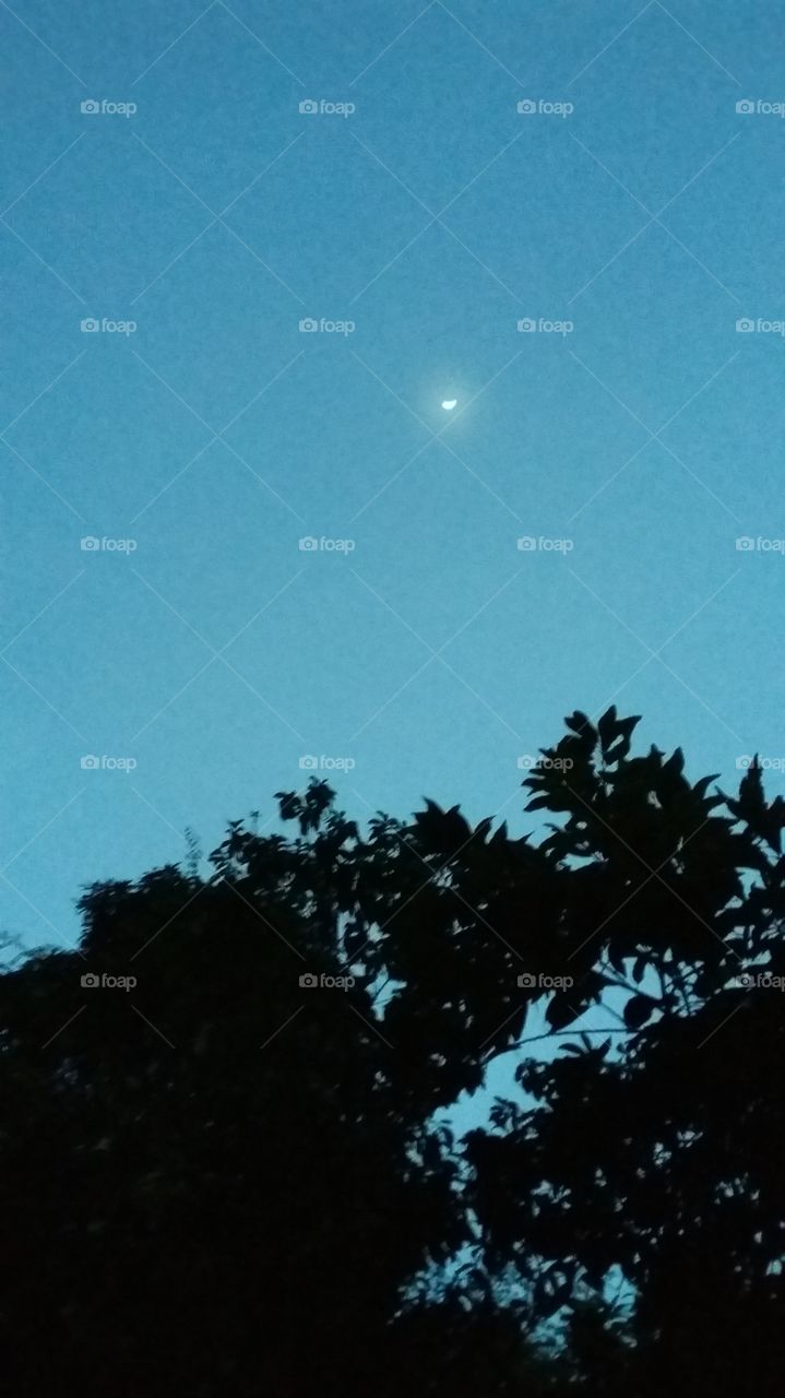 Moon, Sky, No Person, Tree, Light