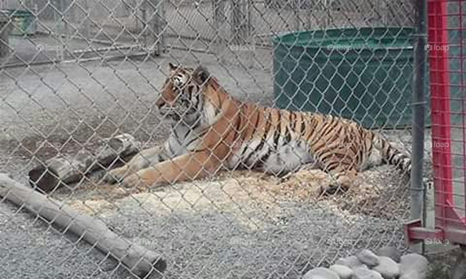 tiger at big cat conservatory