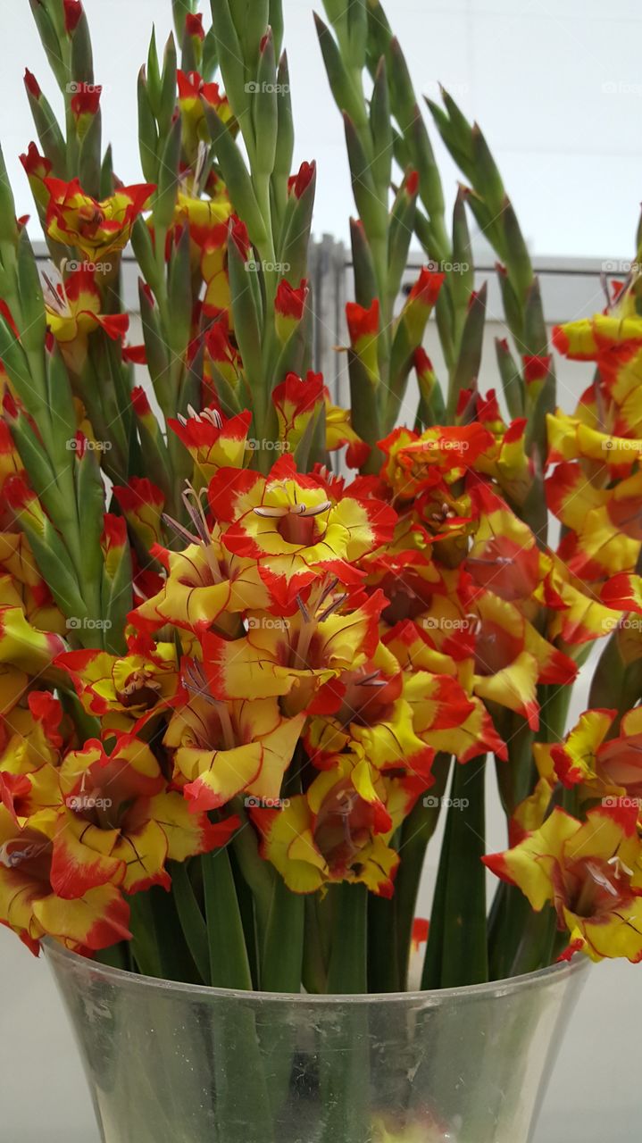 Brazilian flowers.