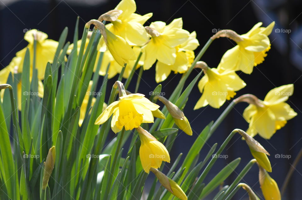 Yellow flowers