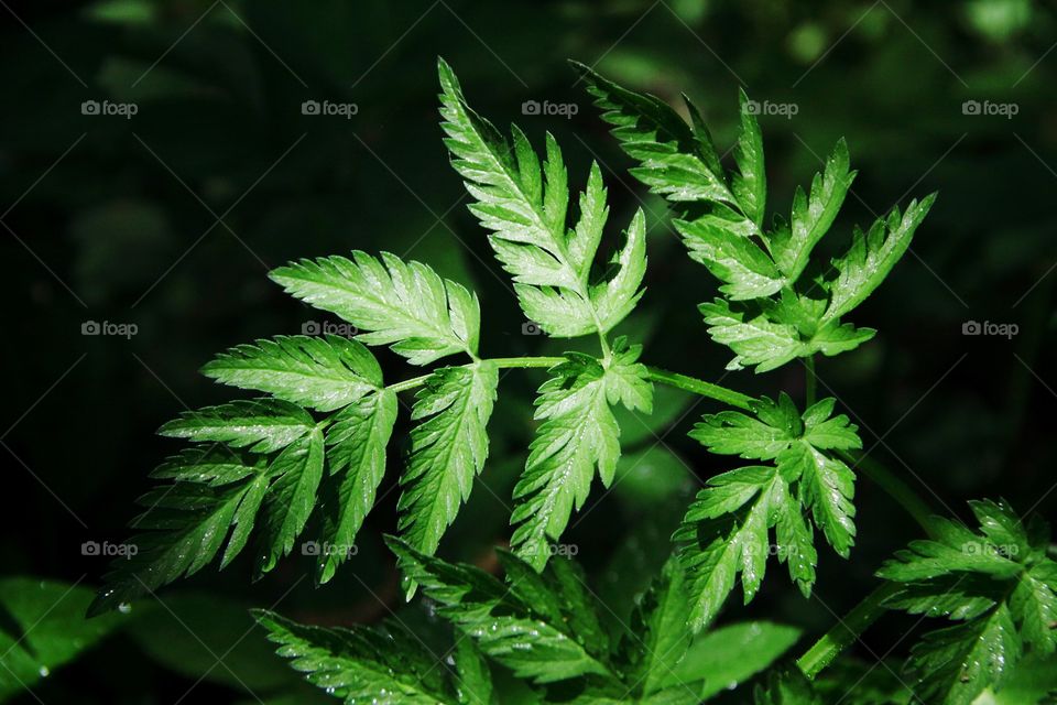 Fern with dewdrops 