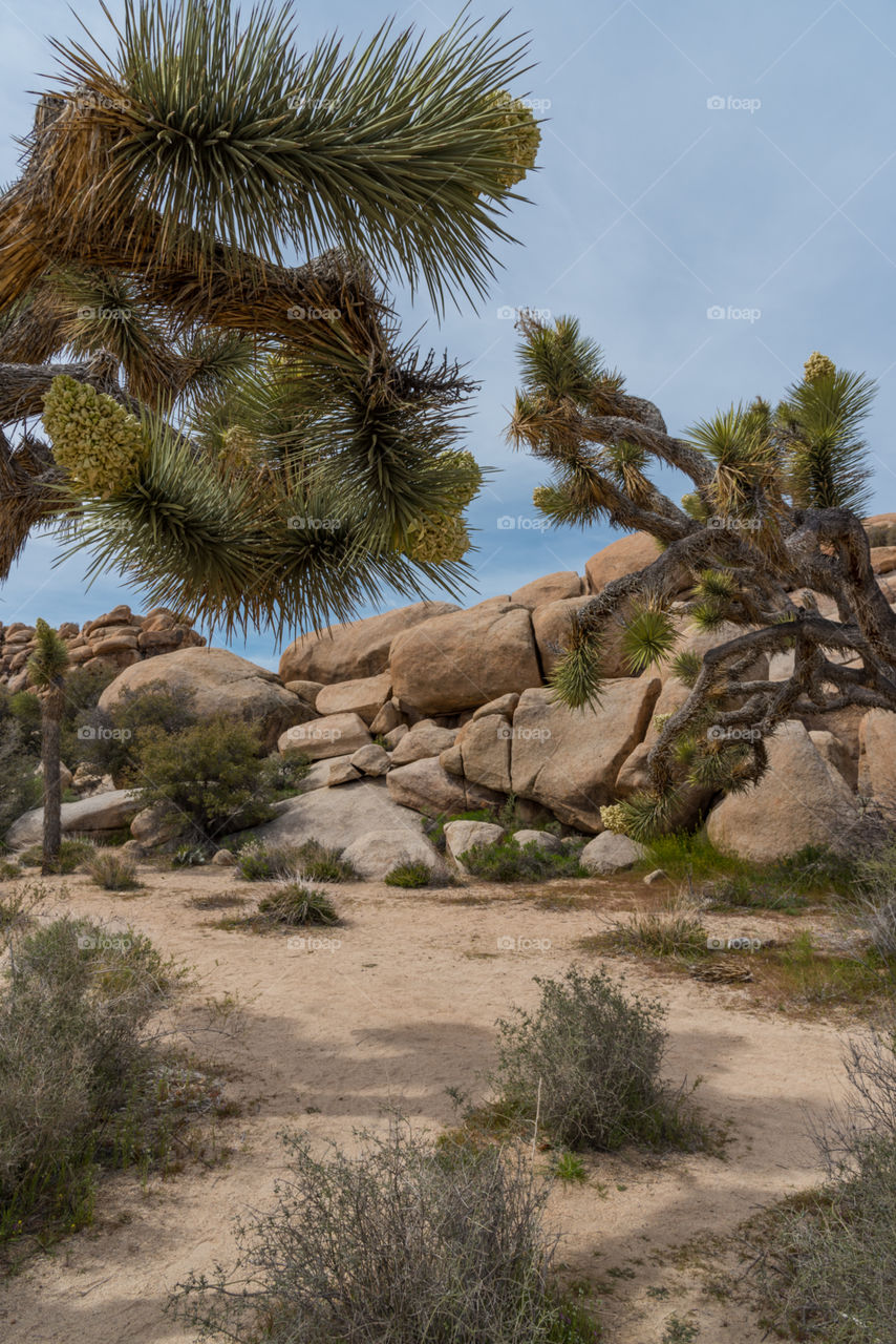 Unique Joshua trees and boulder rock formations in the desert 