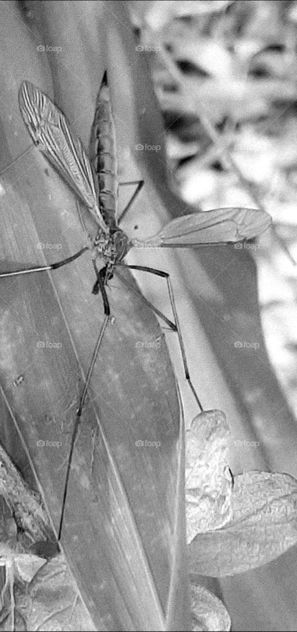 insect on a leaf in b/w tones