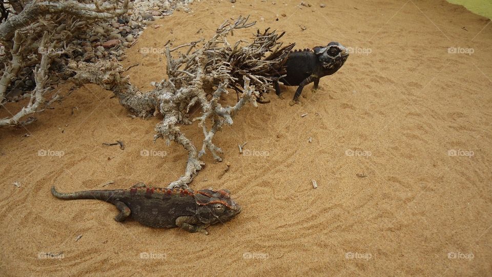 Two Chameleons in the desert
