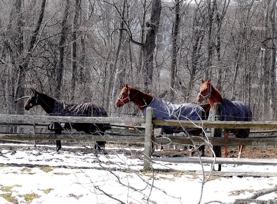 Horses in Winter