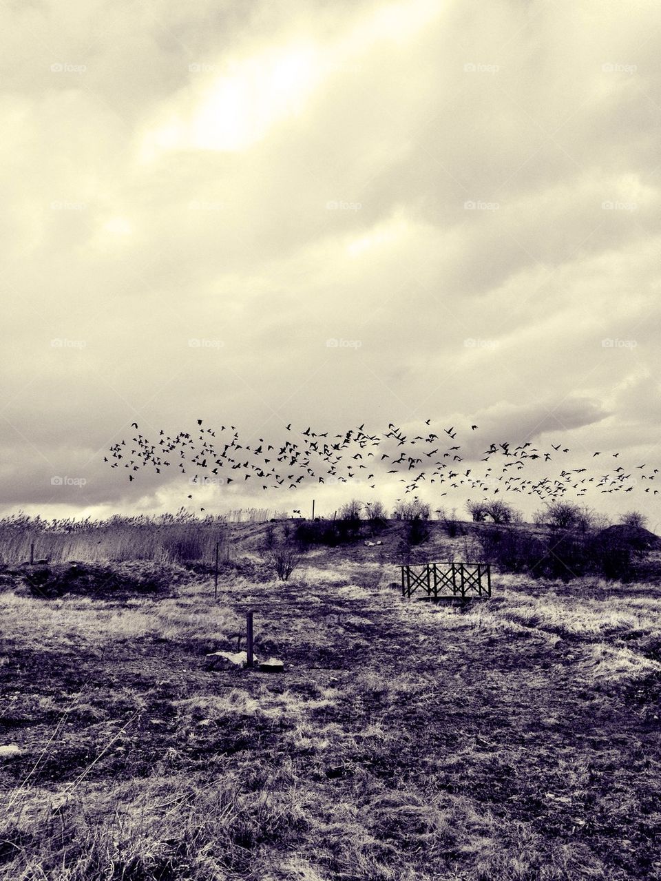 landscape sweden birds fall by ronnestam