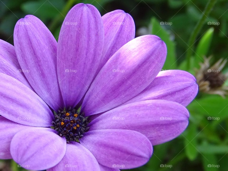 The beauty of flowers