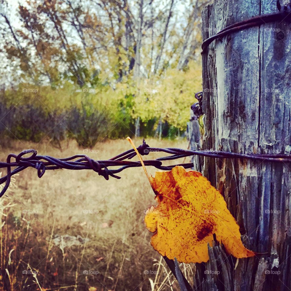 Fall fence 
