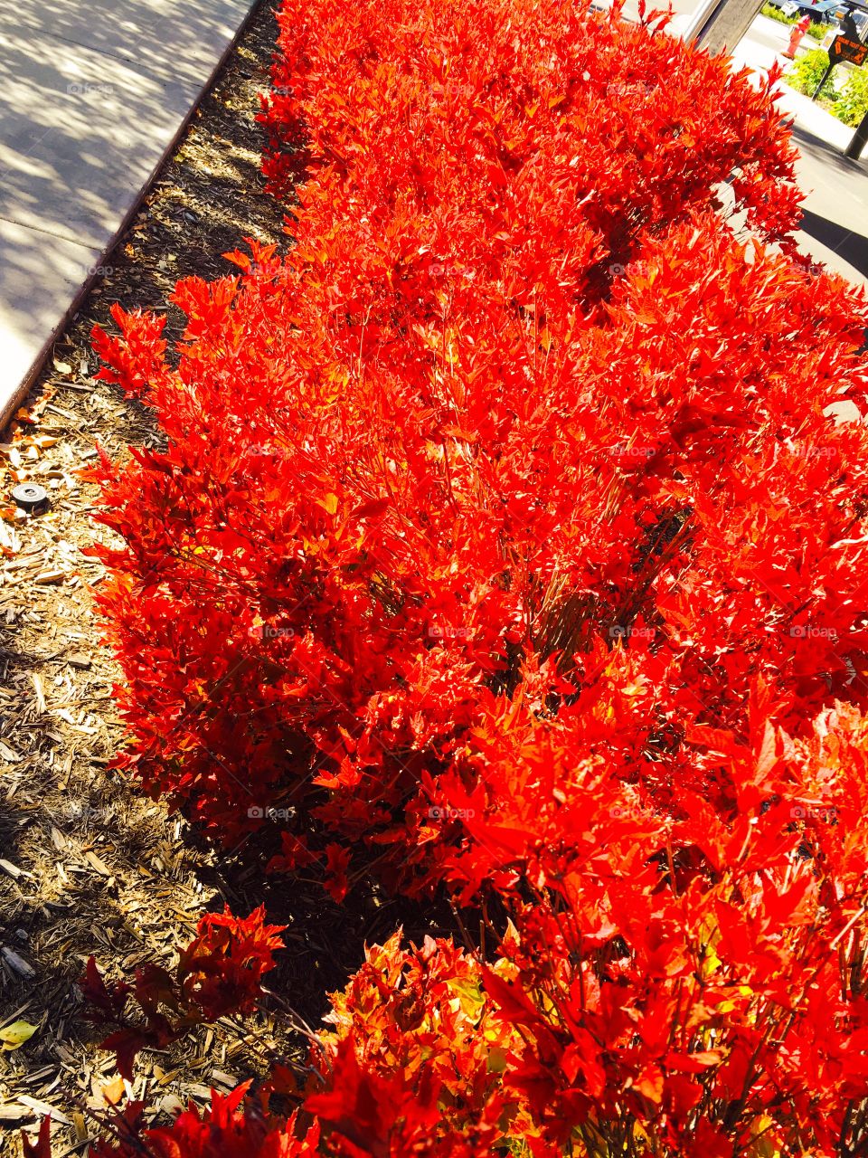 Burning bush