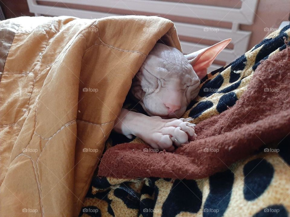 #cat#bald#blanket#